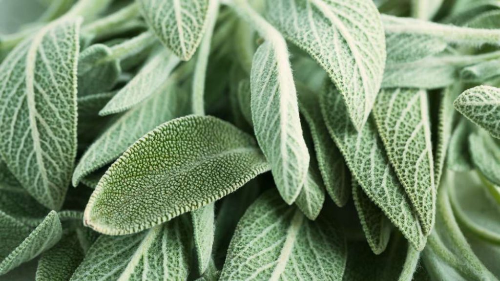 Salvia coltivazione, manutenzione e utilizzi in cucina